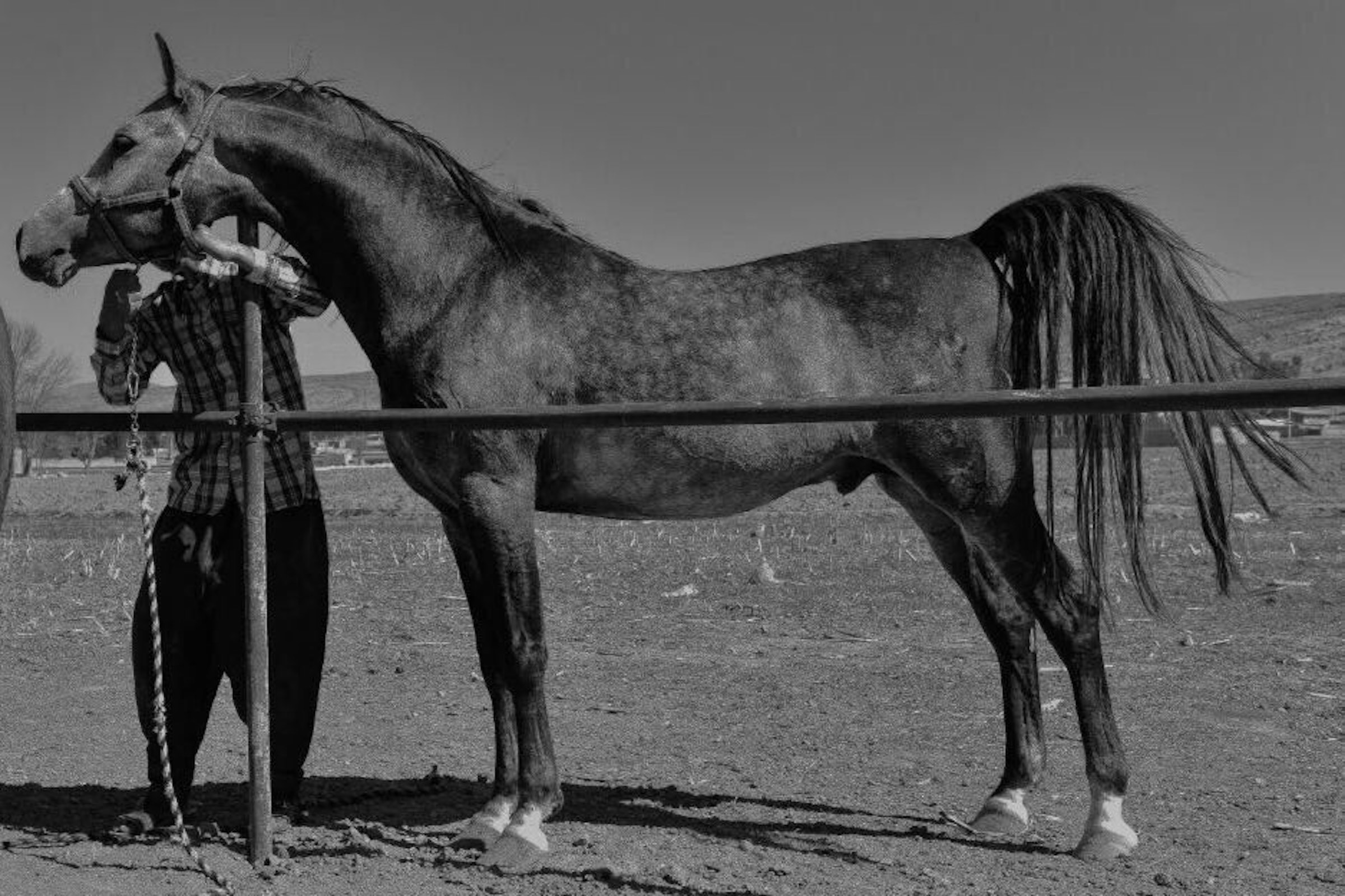 Tahamtan - Brand Two Pureblood Dareshuri Stallion