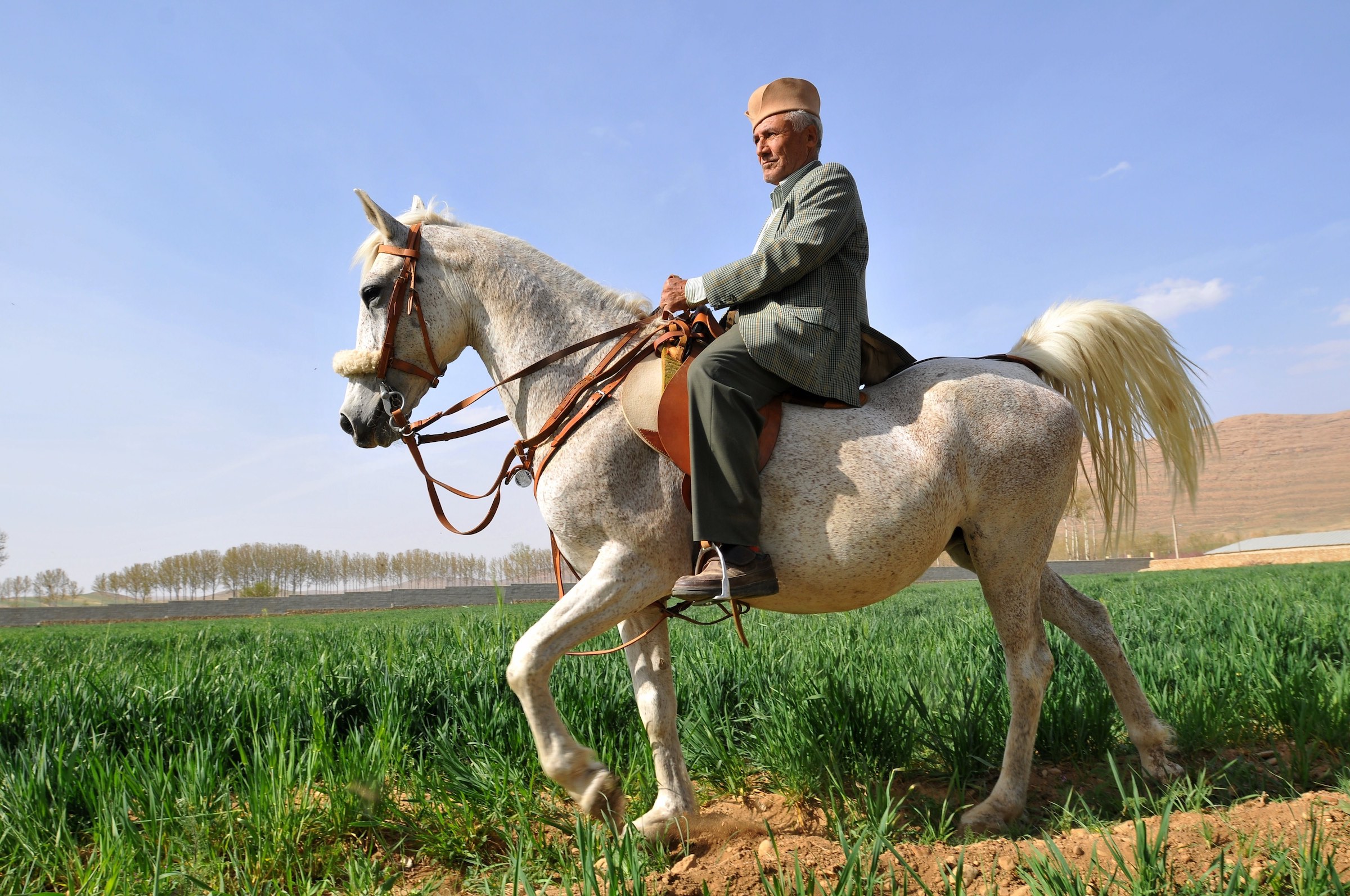 Amir Amanollah Dareshuri Riding Upon The Legendary Karun, Dam of many Pure Blood Dareshuri Horses