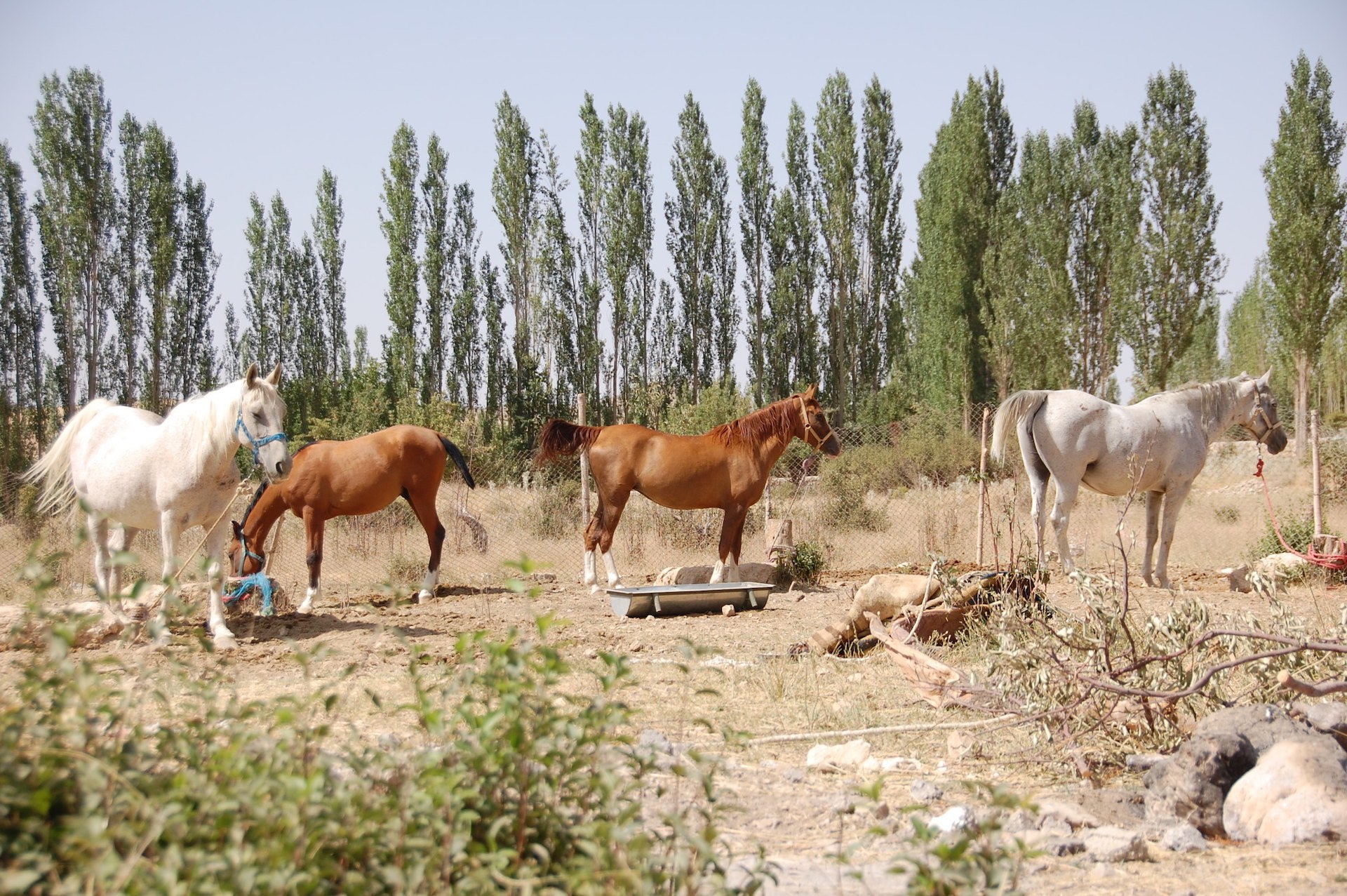 Shahpar - Famous Pureblood Dareshuri Mare at 7 years old with other Dareshuri mares