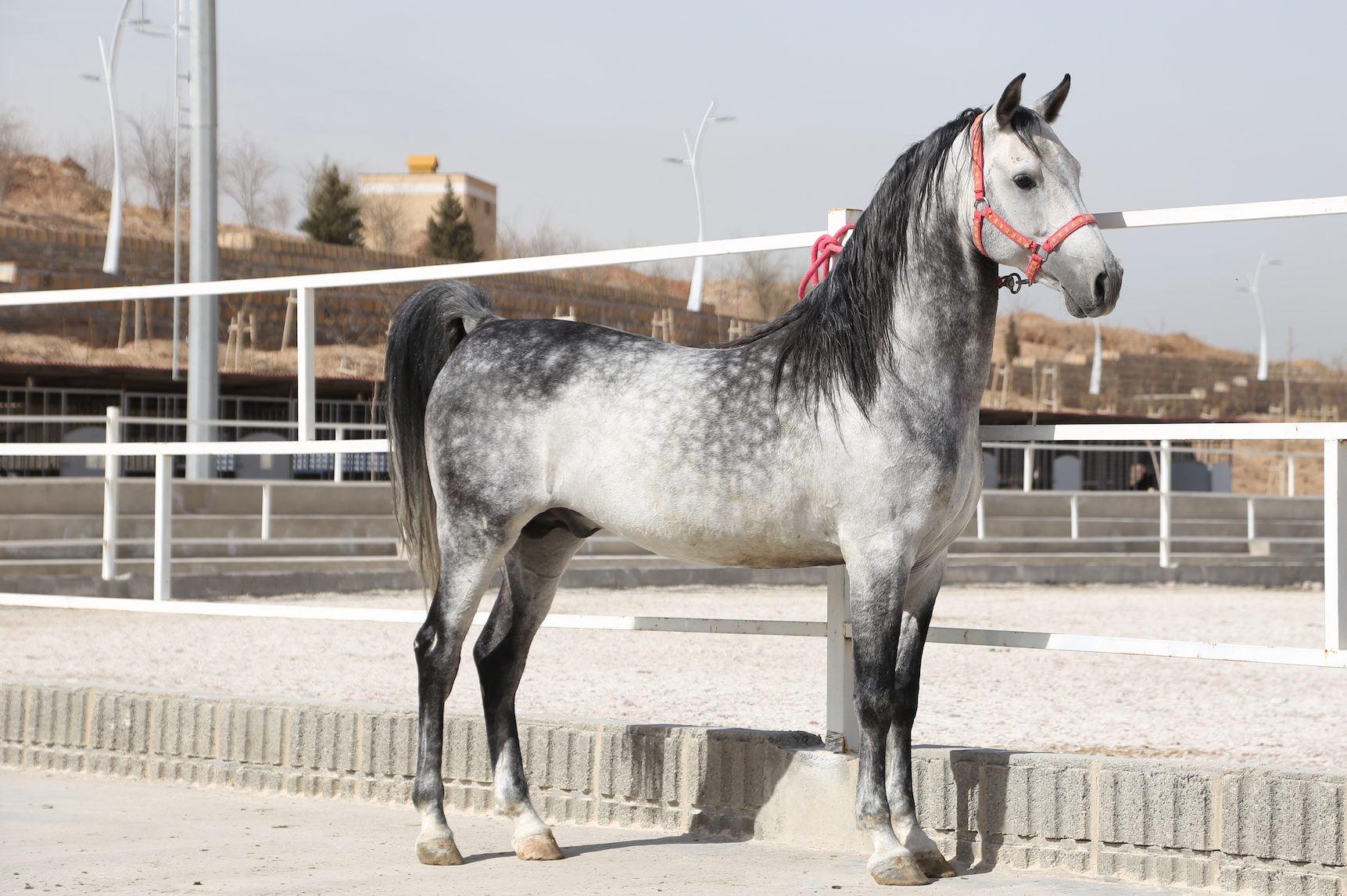 Tahamtan - Brand Two Pureblood Dareshuri Stallion